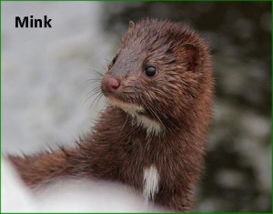 Mink