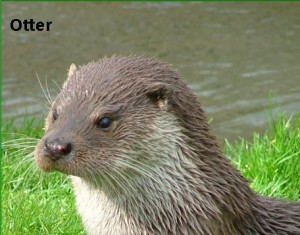 Otter