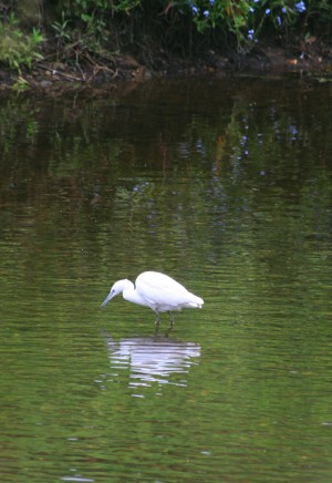 Little Egret