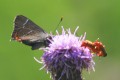 White Letter Hairstreak