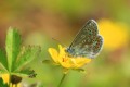 Common Blue