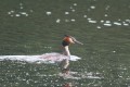 Great Crested Grebe