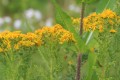 Ragwort