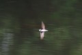 Sand Martin