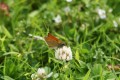 Small Skipper