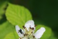 Small White