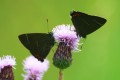 White Letter Hairstreak