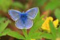 Common Blue