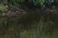 Little Egret