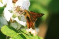 Large Skipper