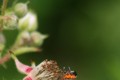 White Letter Hairstreak