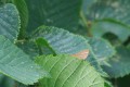 White Letter Hairstreak