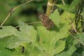 Speckled Wood