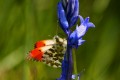 Orange tip