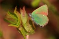 Green Hairstreak