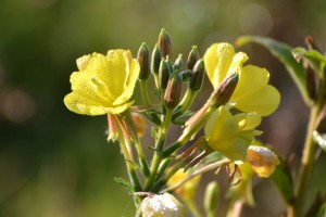 Evening Primrose