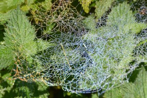 cobwebs silver_edited-1