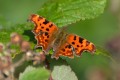 Comma