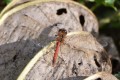 Southern hawker