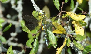 southern hawker male crop