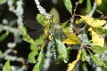 Common darter