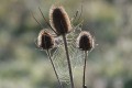 Teasel