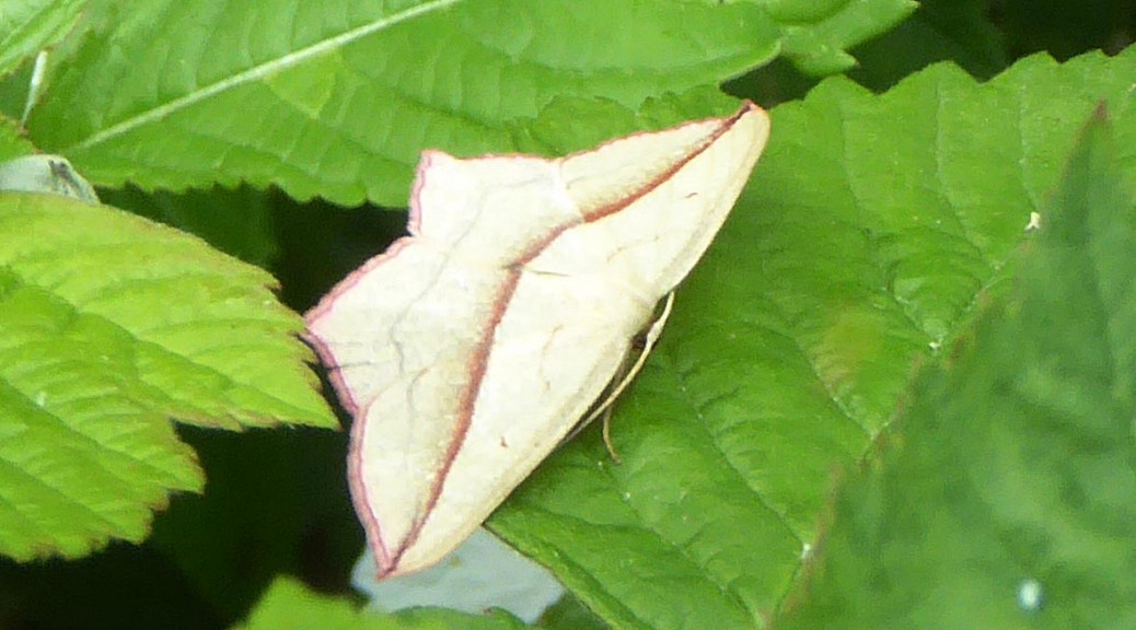 Blood vein moth