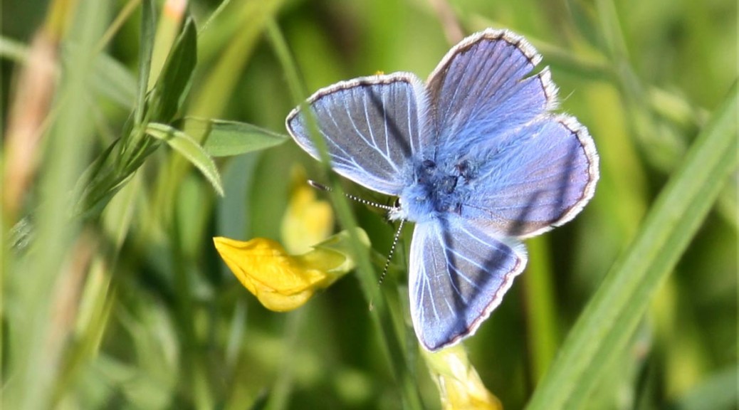 Common Blue Topside