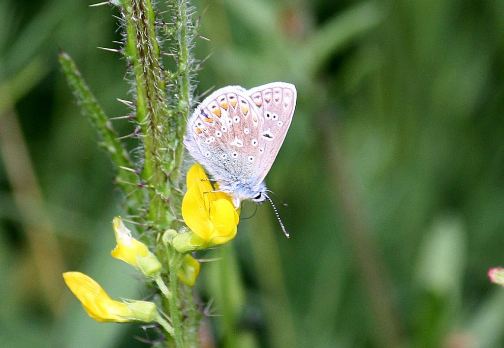 Common Blue Underside