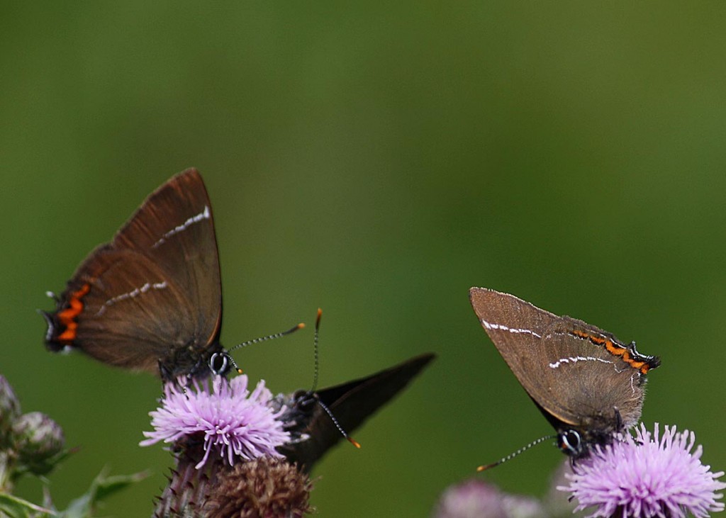 White Letter Hairstreaks