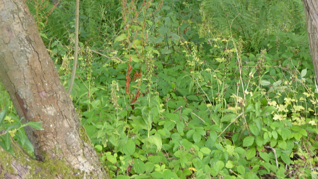 Helleborines