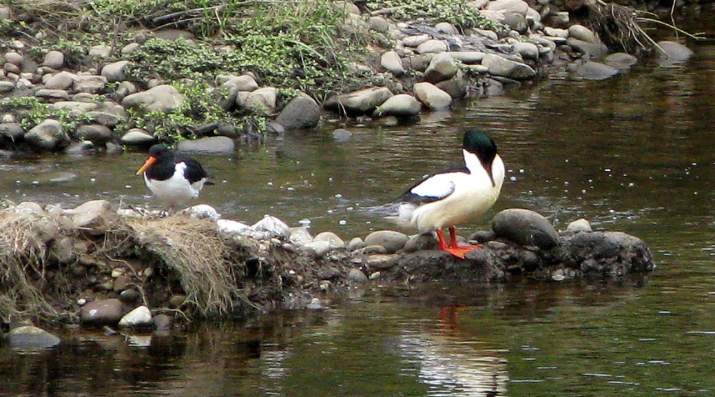 Oyster catcher & Goosander