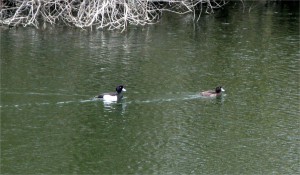 Tufted ducks