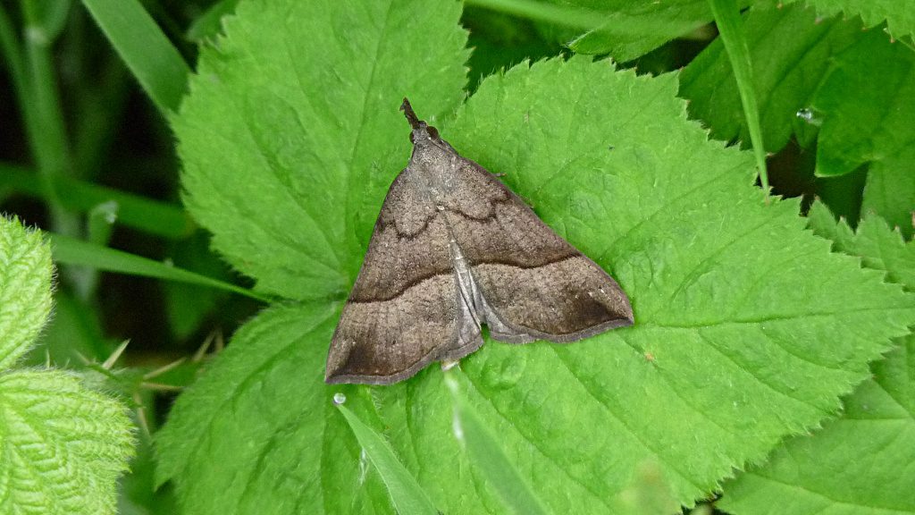 Snout-moth