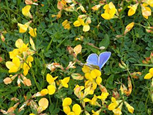 Common Blue