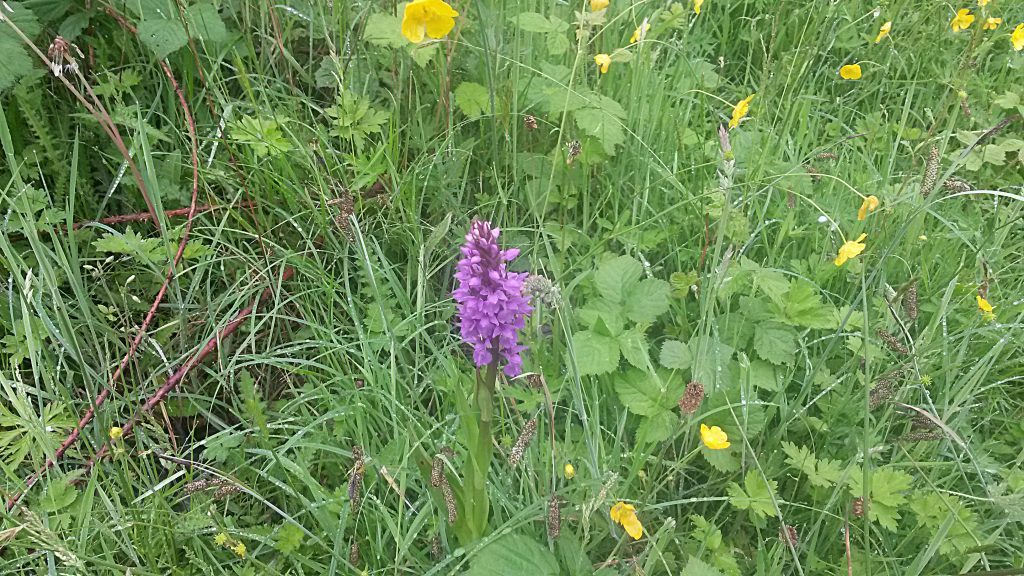 Possible Southern Marsh Orchid