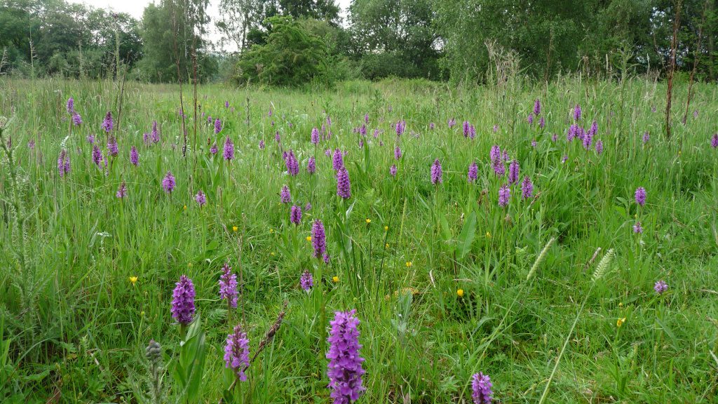 Southern Marsh and Common spotted orchids - Mid June