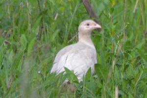 white pheasant 31_05_18 s