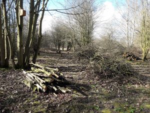 Glade creation and log pile habitat