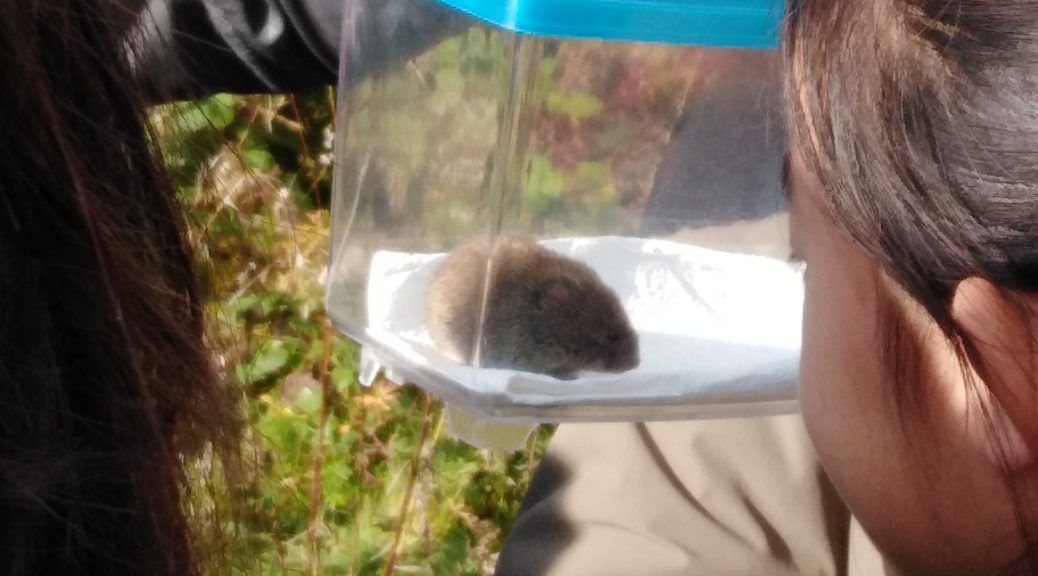 Close encounter with a field vole