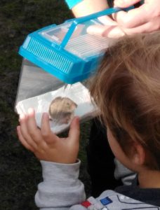 Close encounter with a bank vole