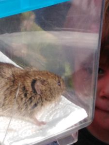 Bank Vole