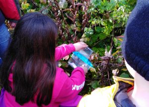 Releasing a wood mouse