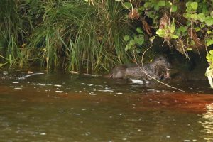 Otter eating a fish