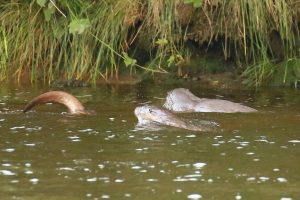 Family of otters Aug 19