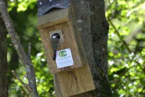 Great Tit 