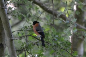 bullfinch