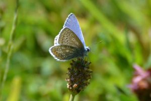 common blue low res