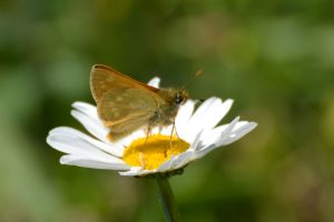 large skipper low res