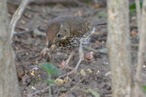 song thrush low res